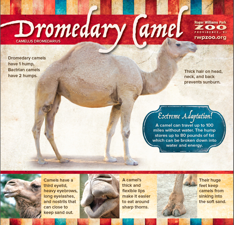 RWPZoo_EducationPoster_Camel