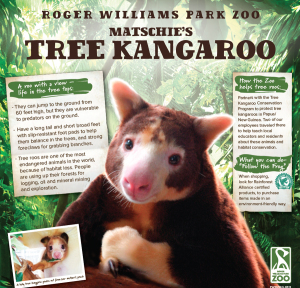 RWPZoo_EducationPoster_kangaroo