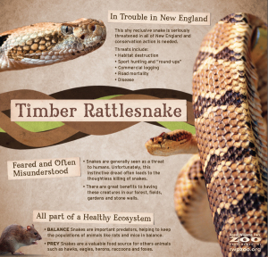 RWPZoo_EducationPoster_snake